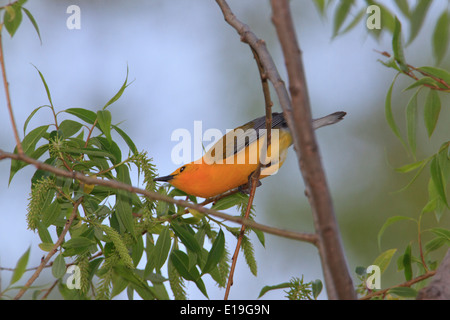 La paruline orangée (Protonotaria citrea) sur branche d'arbre à la recherche d'insectes comme nourriture. Banque D'Images