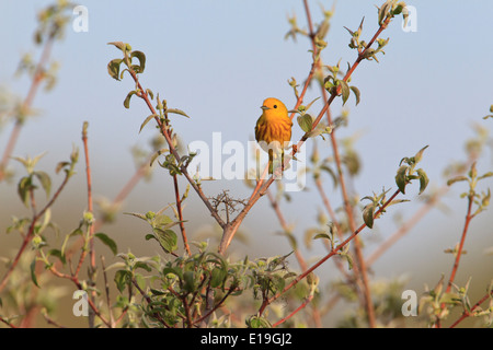 Homme paruline jaune (Setophaga petechia) sur branche d'arbre pendant la migration du printemps, Magee Marsh, l'Ohio. Banque D'Images