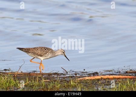 Petit chevalier (Tringa flavipes) gué pour l'alimentation. Banque D'Images