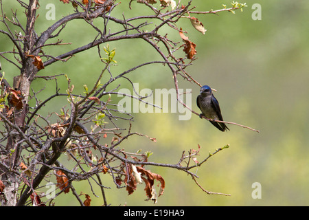 Femme Purple Martin (Progne subis) on tree branch Banque D'Images