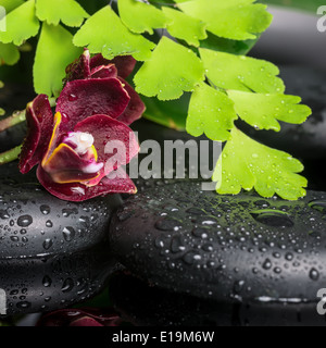 Beau spa de l'établissement orchid profond (phalaenopsis), branche verte fougère de pierres zen avec des gouttes et la réflexion sur l'eau Banque D'Images