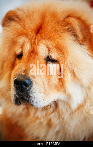 Chines rouge chow chow dog portrait Banque D'Images