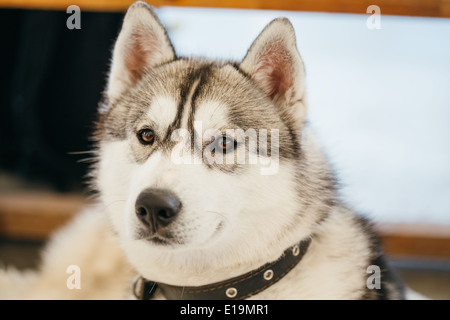 Chien Husky Sibérien adultes gris (Sibirsky husky) portrait Banque D'Images