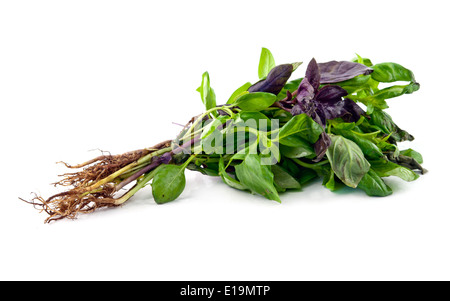 Sweet Basil isolated on white Banque D'Images