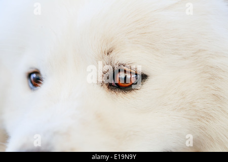 Chien Samoyède blanc portrait Banque D'Images