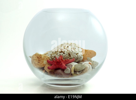 Aquarium avec des étoiles de mer, coquillage nautilus et des pierres lisses isolé sur fond blanc Banque D'Images