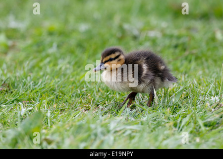 Canard colvert, Anas platyrhynchos, seul jeune sur l'herbe, Northumberland, Mai 2014 Banque D'Images