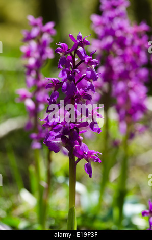 Early Purple orchidées - orchis mascala Banque D'Images