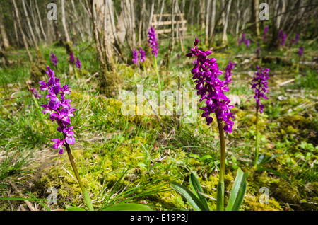 Early Purple orchidées - orchis mascala Banque D'Images