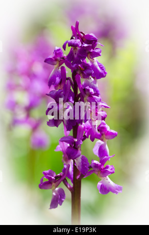 Early Purple orchid - orchis mascala Banque D'Images