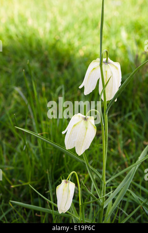 Serpents blanc Head fritillary - Fritillaria meleagris Banque D'Images