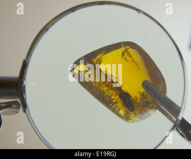 Insectes fossilisés dans l'ambre vu à travers une loupe San Cristobal de las Casas, Chiapas, Mexique Banque D'Images