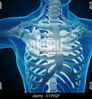 L'anatomie humaine illustration - squelette et du système nerveux central Banque D'Images