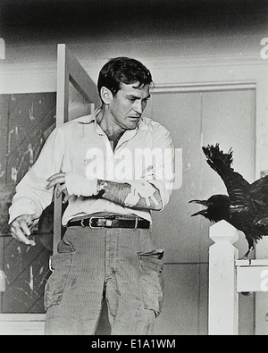 Les oiseaux - Rod Taylor - Réalisation : Alfred Hitchcock Banque D'Images