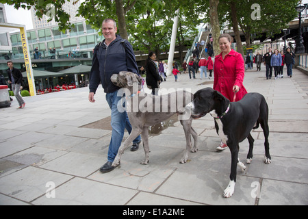 Couple walking leurs deux chiens dogue allemand le long de la promenade Riverside. Les propriétaires d'animaux de grande taille et Owen Hanne, marcher leurs deux chiens super Sid (échelle de gris, 2 ans) et Talulah (noir, 3 ans) la création d'un grand égarement sur la rive sud. La Banque du Sud est un important quartier des spectacles, c'est promenade Riverside occupé avec les visiteurs et les touristes. Londres, Royaume-Uni. Banque D'Images