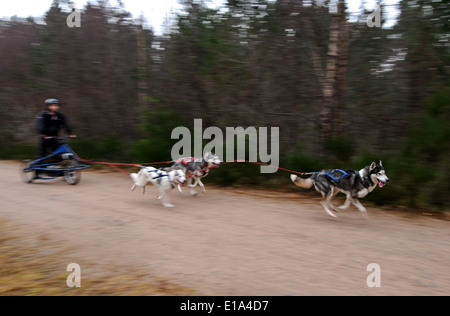 Huskies sont vus au cours de la première course de la journée de pratique 2014 Rallye Husky Aviemore, tenue à Aviemore Banque D'Images