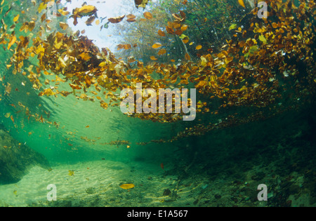 Photo sous-marine à partir d'un ruisseau de montagne avec des feuilles à la surface de l'eau Banque D'Images