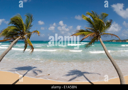 Palm Beach avec Cocospalm (Cocos nucifera) Banque D'Images