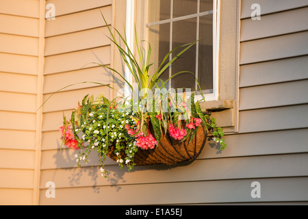 L'heure du coucher du soleil, avec boîte à fleurs de coco en face de la fenêtre, horizontal Banque D'Images