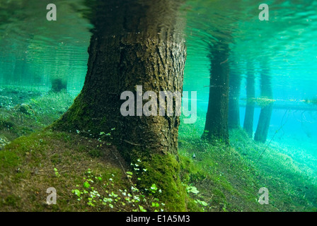 Immergé dans le vert de la forêt dans le lac, Tragöss Styrie, Autriche Banque D'Images