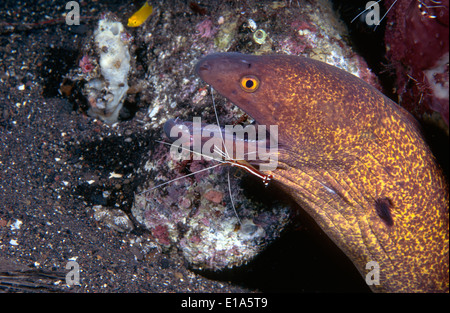 Grumes de jaune Gymnothorax flavimarginatus (moray) Banque D'Images