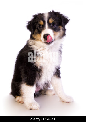 Chiot Berger Australien miniature chien assis face léchant isolated Banque D'Images