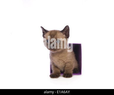 Mignon chaton Munchkin avec grand chef sortant de fort isolé sur fond blanc
