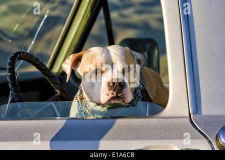 Bull-terrier américain de mine en camionnette Banque D'Images