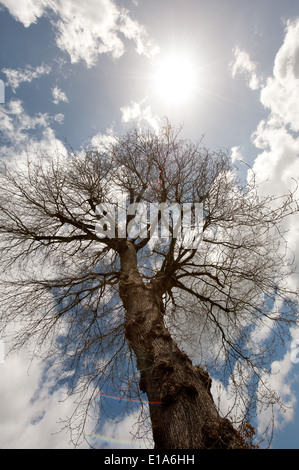 Seul Arbre chêne anglais à maturité en hiver la fin de l'automne ou au début du printemps, feuillage ayant contre sun blue Banque D'Images