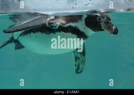 Un manchot de Humboldt nage dans un aquarium au parc zoologique de Huachipa, près de Lima, Pérou Banque D'Images