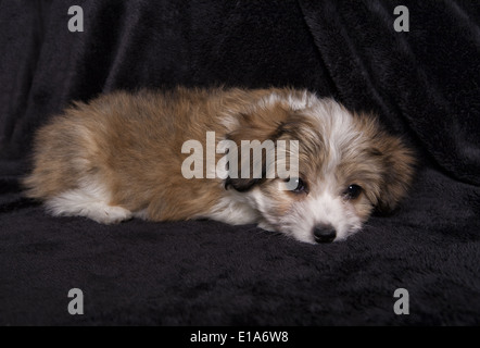 Coton de Tuléar toy chiot couché sur fond noir Banque D'Images