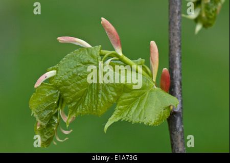 Tilleul à petites feuilles, Tilia cordata, les jeunes feuilles et les bractées sur un arbre au printemps, Avril Banque D'Images