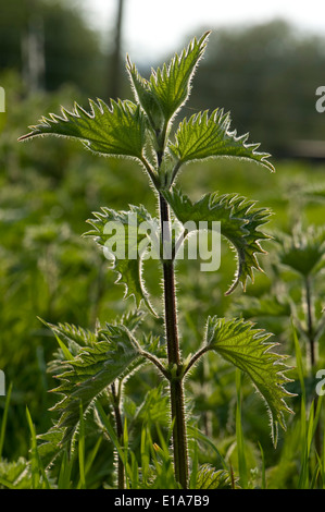 L'ortie, Urtica dioica, photographié à l'encontre de la lumière et de mettre en lumière les cheveux urticantes sur les feuilles et de la tige Banque D'Images