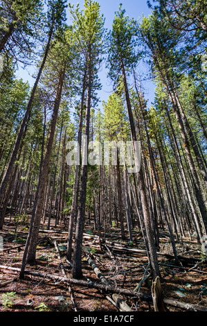 Bosquet de pins, Bear Creek, Rainbow Trail, Colorado, USA Banque D'Images