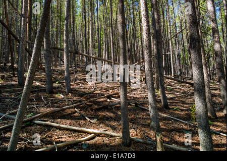 Bosquet de pins, Bear Creek, Rainbow Trail, Colorado, USA Banque D'Images