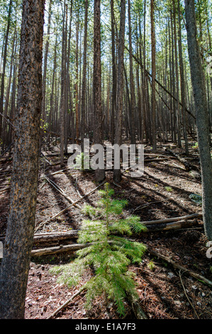 Bosquet de pins, Bear Creek, Rainbow Trail, Colorado, USA Banque D'Images