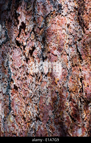 Close up macro d'écorce rugueuse sur un pin, Bear Creek, Rainbow Trail, Colorado, USA Banque D'Images