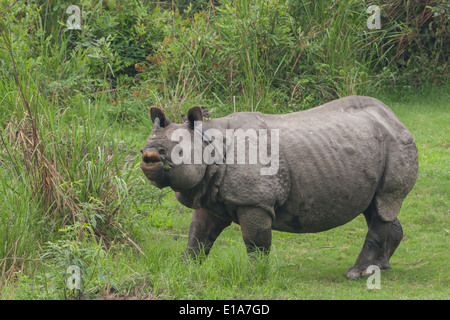 One-Horned Rhino (photographié dans le parc national de Kaziranga, Inde) Banque D'Images