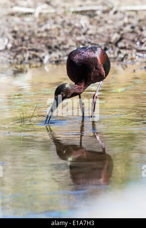 Ibis à face blanche, Frantz Lake State Wildlife Area, Salida, Colorado, USA Banque D'Images