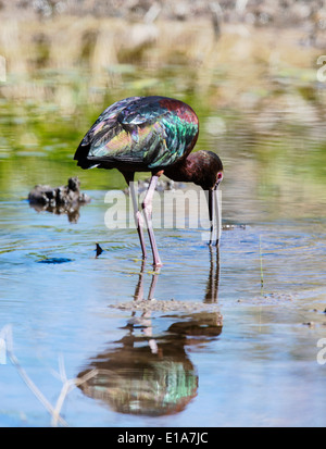 Ibis à face blanche, Frantz Lake State Wildlife Area, Salida, Colorado, USA Banque D'Images