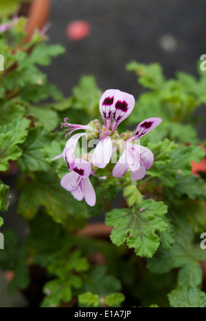 Pelargonium quercifolium Banque D'Images