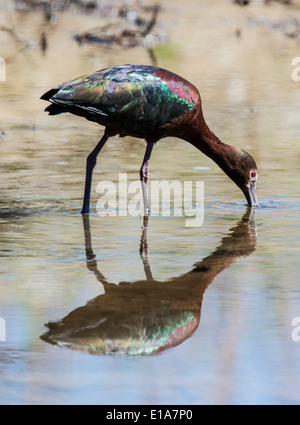 Ibis à face blanche, Frantz Lake State Wildlife Area, Salida, Colorado, USA Banque D'Images