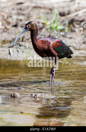 Ibis à face blanche, Frantz Lake State Wildlife Area, Salida, Colorado, USA Banque D'Images