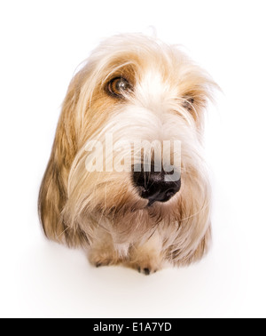 Petit basset griffon chien Star Wars Galaxies big head shot looking up isolated on white Banque D'Images