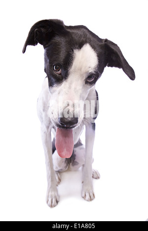 Scirpe ou triste dogue allemand noir et blanc chien mix avec langue isolé sur fond blanc Banque D'Images