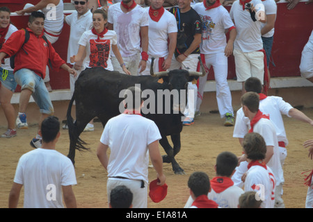 Festivaliers allant d'un taureau dans l'Arène de Pampelune pendant la Fiesta de San Fermin Banque D'Images