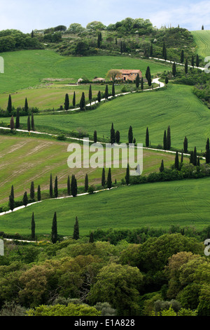 Route bordée de cyprès près de la Foce, Toscane, Italie Banque D'Images