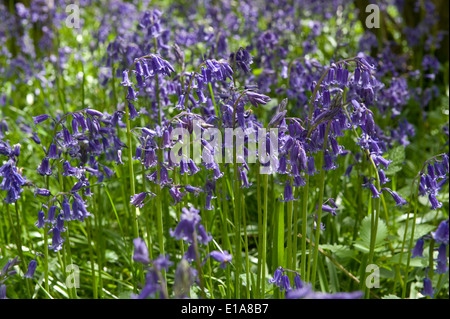 La floraison bluebells, Hyacinthoides non-scripta, Hazel woodland sur le Berkshire Downs au printemps Banque D'Images