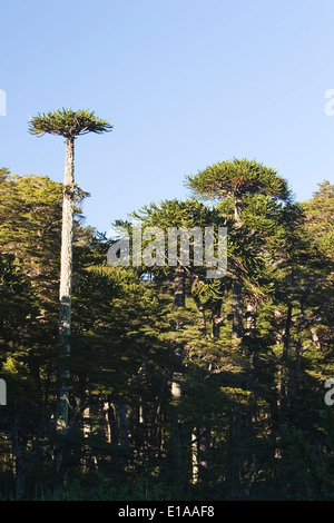 Arbres Araucaria (Araucaria araucana), Los Lagos, Sentier Huerquehue National Park, Lake District, Chili Banque D'Images