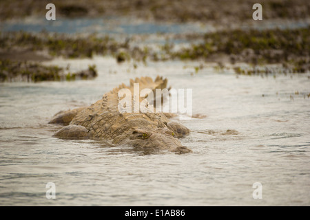 Le crocodile du Nil (Crocodylus niloticus) nager vers l'appareil photo Banque D'Images